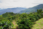 A landscape view of coffee bushes with mountains in the background.