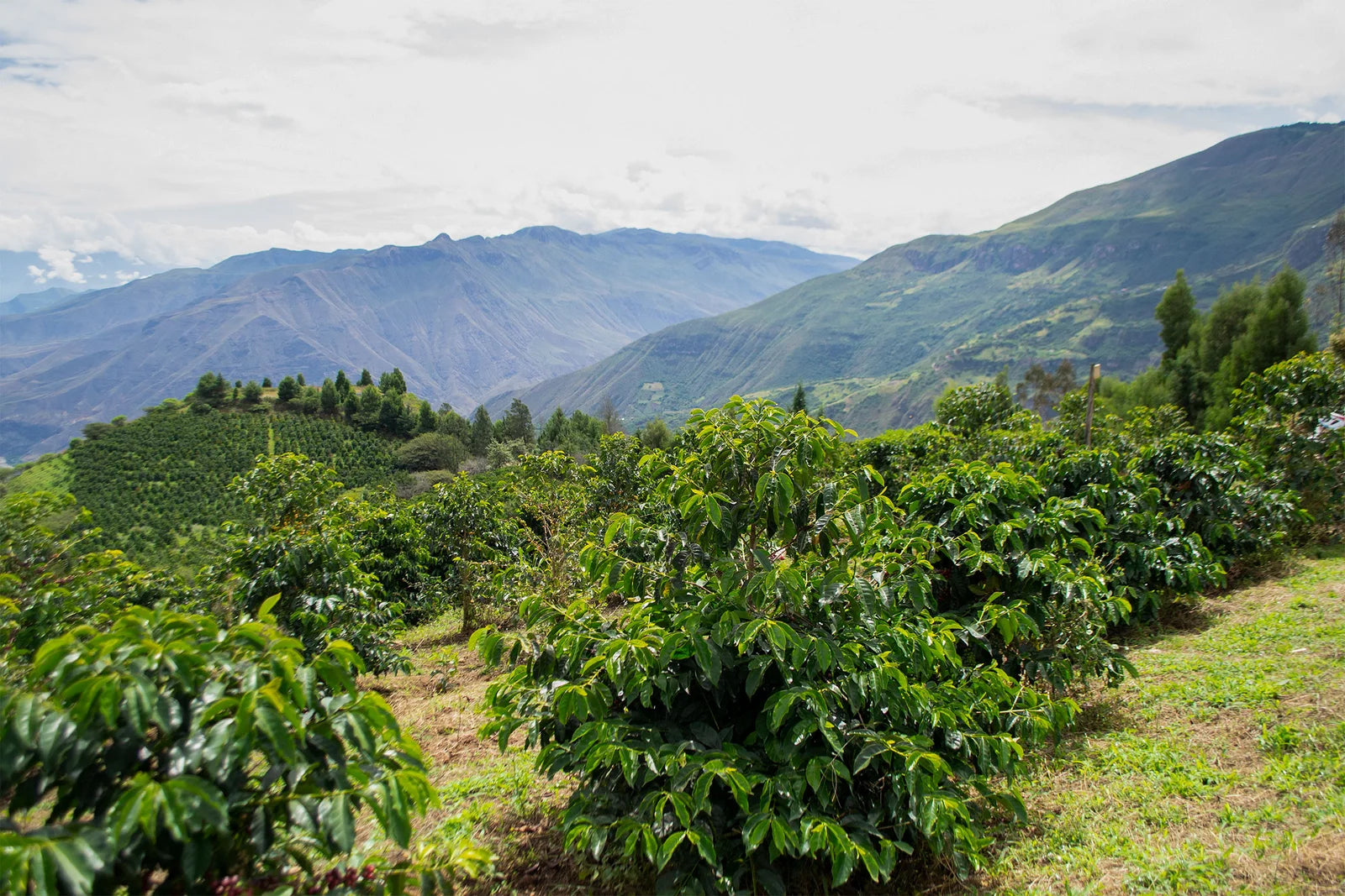 A landscape view of coffee bushes with mountains in the background.