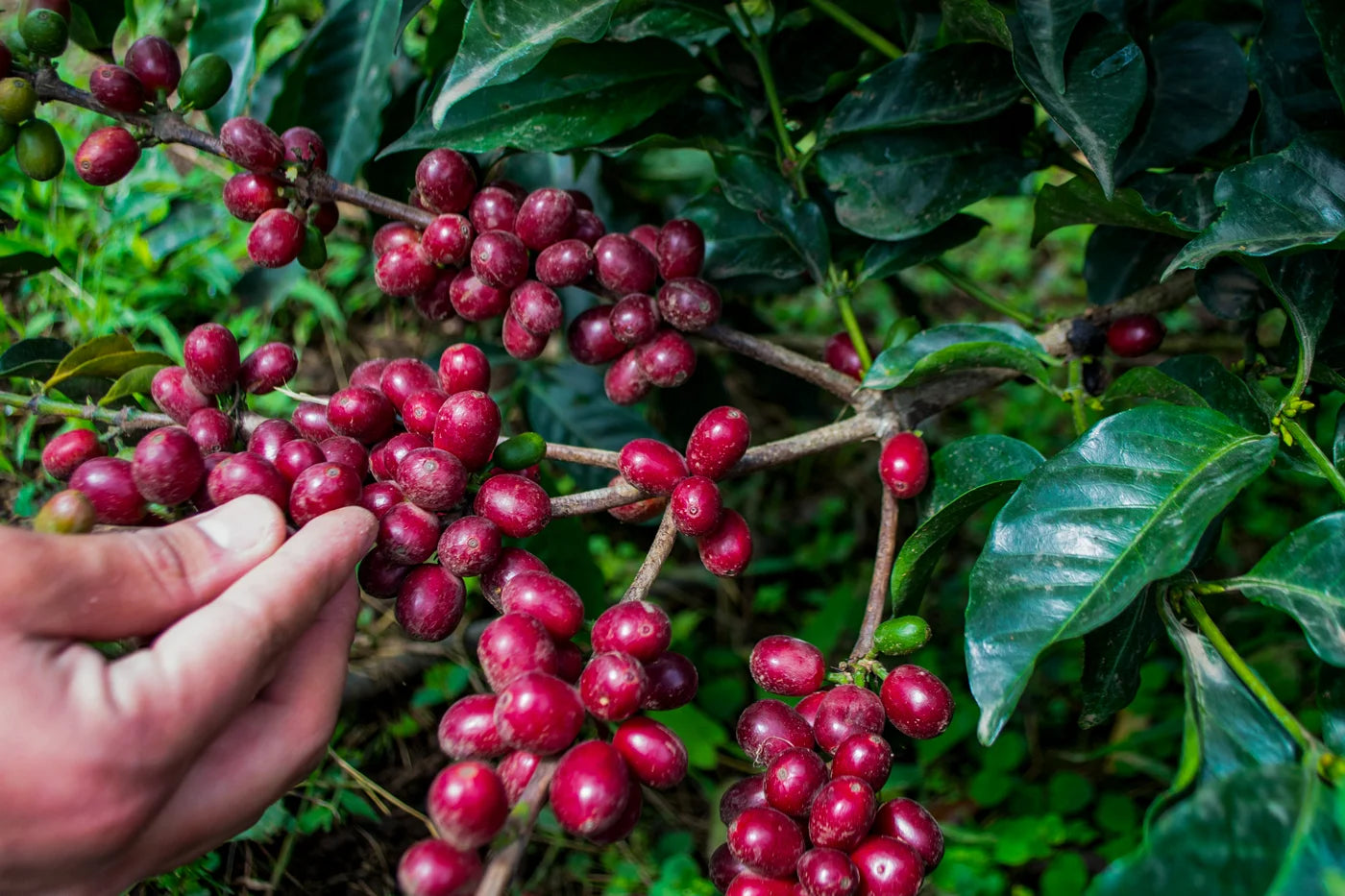 Coffee plant with red berries