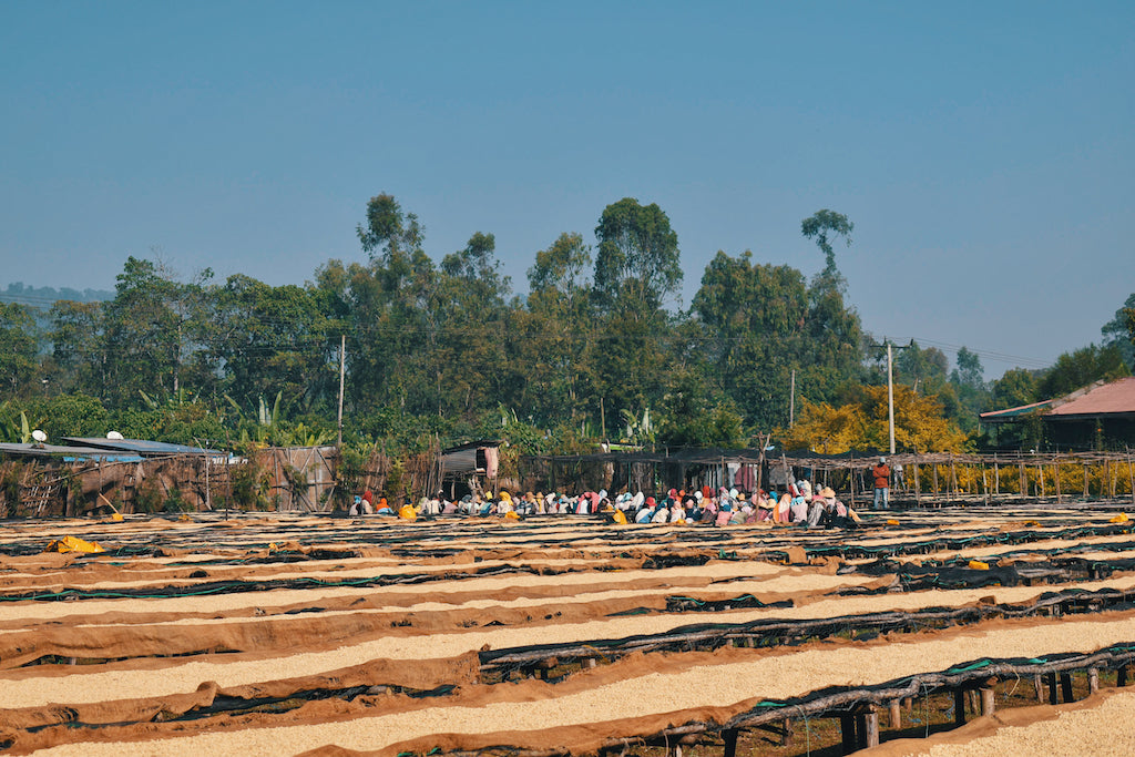 Coffee Bean drying racks