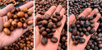 Three stages of roasted coffee beans