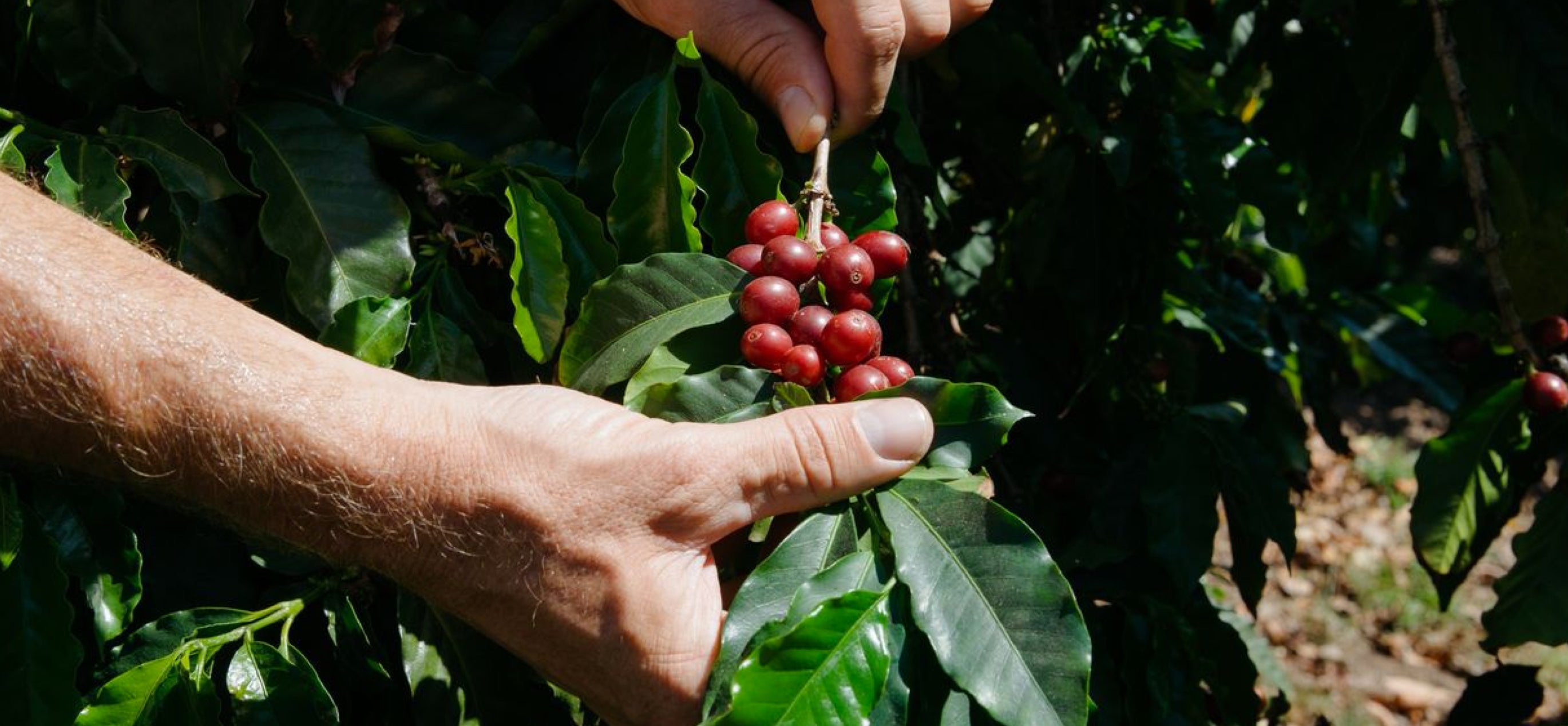 Anchor | Blend – La Barba Coffee